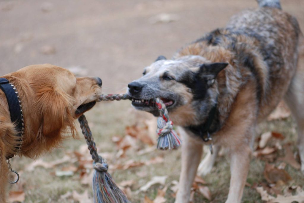 tug of war dogs