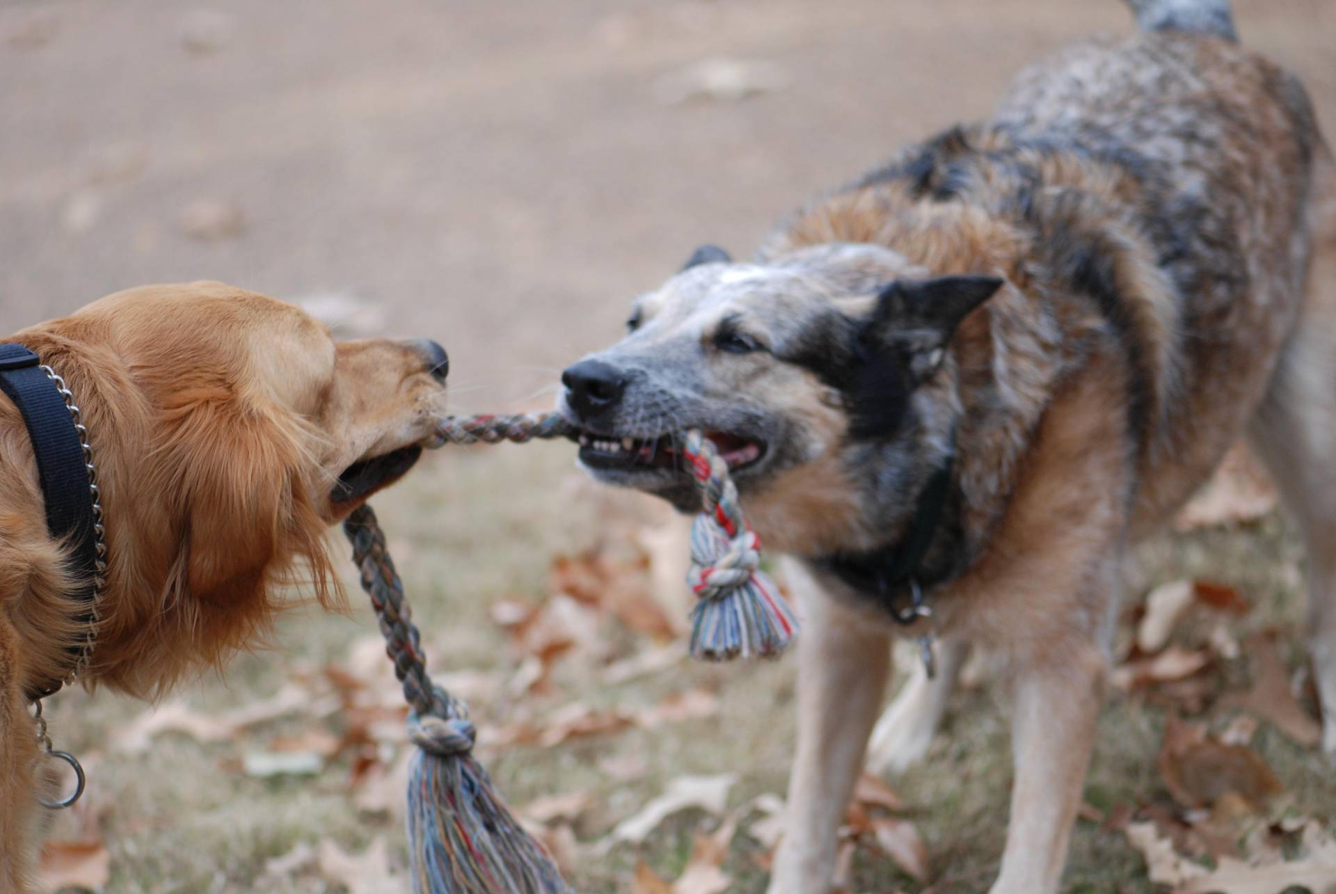 tug-of-war-dogs.jpg